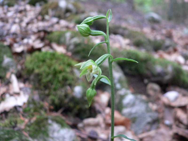 Epipactis microphylla